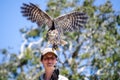 Nimble kites bird is about to fly from bird trainer hand in Flight Birds show at Taronga Zoo.